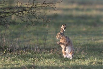 Upright sitting field hare (Lepus europaeus) in a meadow, Lower Rhine, North Rhine-Westphalia,