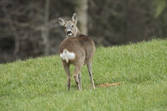 European roe deer (Capreolus capreolus) in winter coat and eye injury secured in the meadow,