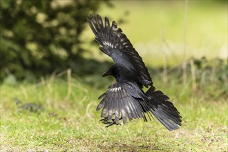 Carrion crow (Corvus corone) in flight, wildlife, Germany, Europe