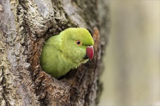 Rose-ringed parakeet (Psittacula krameri) looking out of its breeding den, wildlife, Germany,