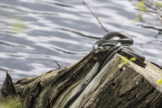 Grass snake (Natrix natrix), Emsland, Lower Saxony, Germany, Europe