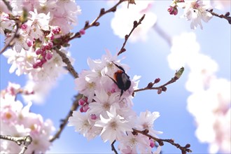 Blossom of the Higan cherry, Bumblebee, March, Germany, Europe