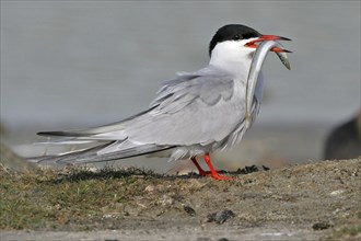 Common tern (Sterna hirundo), Sterne pierregarin, Charran Comun, with prey, Texel, Noordholland,