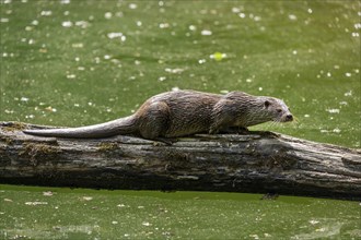 European otter (Lutra lutra) on a tree trunk, captive, Germany, Europe