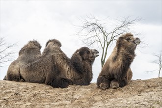 Bactrian camels (Camelus bactrianus), Emmen Zoo, Netherlands