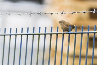 A wren (Troglodytes troglodytes) sitting on a blue metal fence under barbed wire, Hesse, Germany,