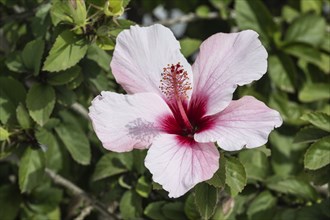 Hibiscus (Hibiscus syriacus), Lanzarote, Canary Islands, Spain, Europe