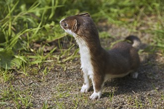 Stoat, short-tailed weasel (Mustela erminea) looking for prey in meadow