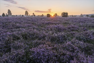 Heath landscape, flowering common heather (Calluna vulgaris), at sunrise, sun star, Lüneburg Heath,