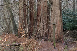 Redwood trees in a wooded area with a signpost and autumn leaves on the ground, primeval redwood