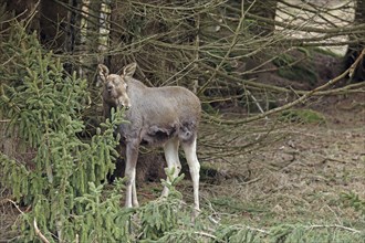 Elk, Alces alces, Bavarian Forest National Park, Bavaria, Germany, Captive, Europe