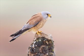 Lesser kestrel (Falco naumanni) male, hunting, foraging, lurking on a rock, looking for prey,