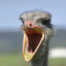 Common ostrich (Struthio camelus), portrait, with wide open beak, captive, Germany, Europe