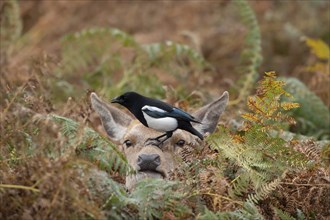 Red deer (Cervus elaphus) adult female doe sitting amongst bracken in the autumn with a Magpie