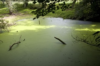 Eutrophication of pond as a result of run off of nitrate fertiliser from the surrounding fields,