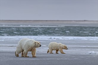 Polar bears (Ursus maritimus), polar bear mother and young walking across pack ice, Kaktovik,