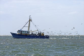 Seabirds fiollowing fishing boat at Wadden sea, Texel, the Netherlands