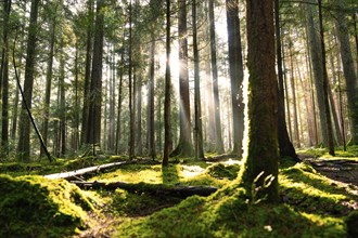 Early rays of sunshine break through the trees in a moss-covered forest, Unterhaugstett, Black