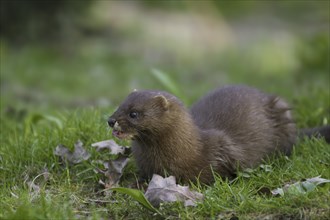 European mink (Mustela lutreola) portrait, Germany, Europe