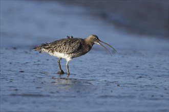 Eurasian curlew (Numenius arquata) adult bird calling on a mudflat, England, United Kingdom, Europe