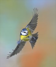 Blue tit (Parus caeruleus), side view, in flight, high speed aerial photograph, animals, birds,