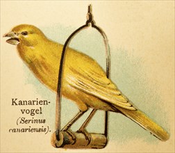 Canary (Serinus canaria forma domestica) cage, swing, historical illustration, World of Birds 1890