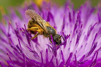 Close-up of a wild bee (Osmia bicolor) collecting pollen on a purple blossom of carduus marianus