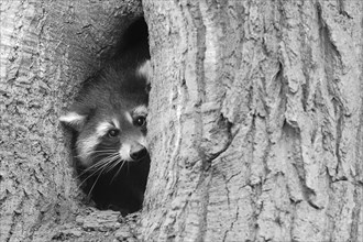 A raccoon (Procyon lotor) looks out of a tree hollow in black and white, Hesse, Germany, Europe