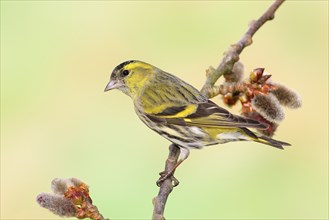 Eurasian siskin (Carduelis spinus) male sitting on a branch of a aspen (Populus tremula),