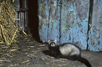 European polecat (Mustela putorius) in barn among hay at farm