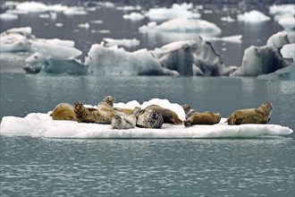 A group of harbour harbor seals (Phoca vitulina) lying on an ice floe, Prince William Sound,