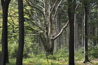 Old beech tree (Fagus sylvatica) in mixed forest