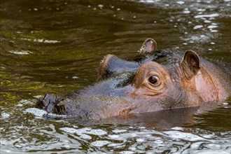 Close-up of cute young common hippopotamus, hippo (Hippopotamus amphibius) calf resting in water of