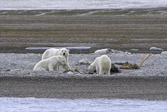 Scavenging polar bears (Ursus maritimus) mother with two cubs feeding on carcass of stranded dead