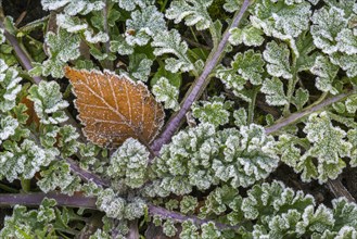 Fallen silver birch (Betula pendula) leaf on the forest floor among green leaves covered in hoar