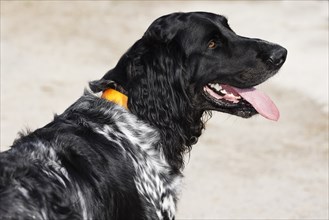 Large Münsterlander, dog (Canis lupus familiaris), hunting dog, pointing dog, dog breed, Germany,