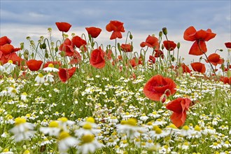 Poppy (Papaver) wild chamomile (Matricaria chamomilla) Flowering strip, sunrise, summer meadow,