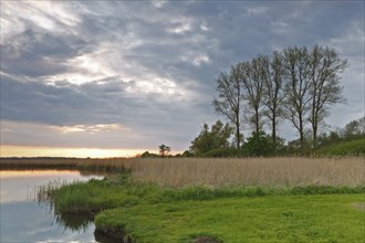 Gallery of poplar trees on the Trebel River, reed stand on the bank, Peene Valley River Landscape