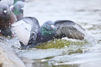 Feral pigeons (Columba livia domestica) taking a bath in the water at the shore of a little pont,