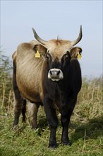 Heck cattle (Bos primigenius f. taurus), North Rhine-Westphalia, Germany, Europe