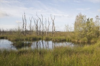 Moorland, rewetting area, Emsland, Lower Saxony, Germany, Europe