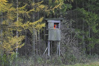 Hunter dressed in orange waiting in raised hide to shoot deer in forest in autumn