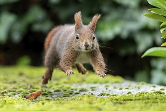 Eurasian red squirrel (Sciurus vulgaris) jumping, wildlife, Germany, Europe