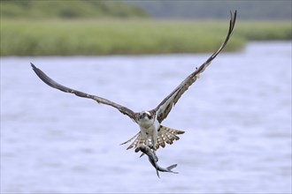 Western osprey (Pandion haliaetus) in flight with caught fish prey in its talons, flying over water