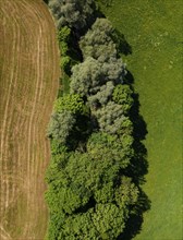 Drone image, deciduous forest, group of trees with meadow, from above, structure, agricultural