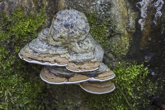 Artist's bracket, artist's conk, bear bread (Ganoderma applanatum) (Ganoderma lipsiense) on tree