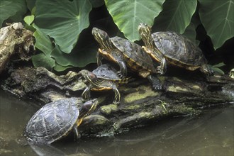 Red-eared sliders (Trachemys scripta elegans), red-eared terrapins (Pseudemys scripta elegans)