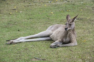 Kangaroo (macropods), Lone Pine sanctuary, Brisbane, Queensland, Australia, Oceania