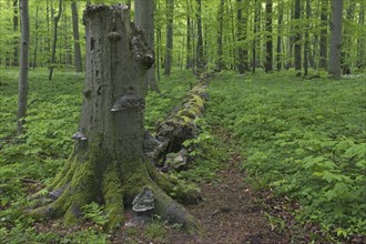 Dead beech tree trunk infected with false tinder fungus, hoof fungus, tinder conk, Hainich National