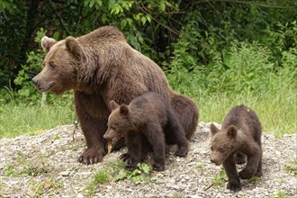 Brown bears at the Transfagara, the Transfogaras High Road in the Fagaras Mountains, also Fogaras